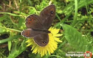 Бабочка бархатница — описание, среда обитания, виды