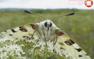 Бабочка аполлон — описание, среда обитания, виды
