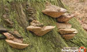 Дубовая губка — описание, где растет, ядовитость гриба