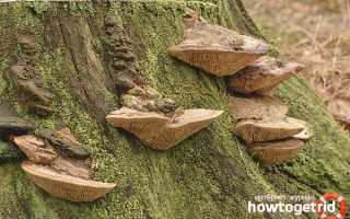 Дубовая губка — описание, где растет, ядовитость гриба