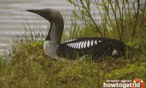 Чернозобая гагара — описание, среда обитания, интересные факты