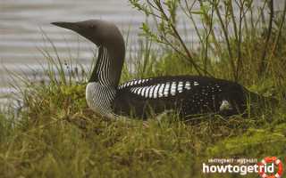 Чернозобая гагара — описание, среда обитания, интересные факты