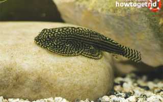 Бефортия — уход и содержание в аквариуме