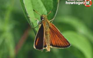 Бабочка толстоголовка — описание, среда обитания, виды