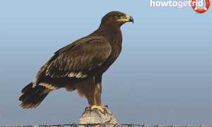 Большой подорлик — описание, среда обитания, интересные факты
