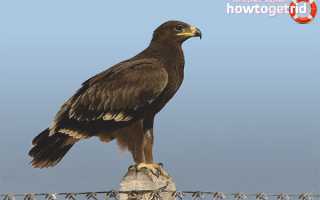 Большой подорлик — описание, среда обитания, интересные факты