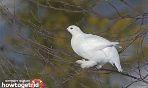 Белая куропатка — описание, среда обитания, интересные факты