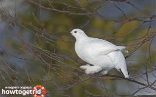 Белая куропатка — описание, среда обитания, интересные факты