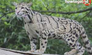 Дымчатый леопард — описание, среда обитания, образ жизни