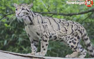 Дымчатый леопард — описание, среда обитания, образ жизни