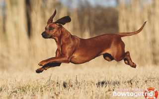 Баварская горная гончая собака — описание породы