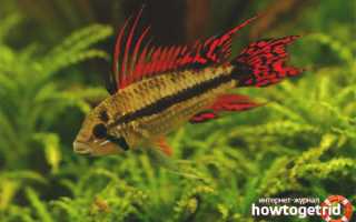 Апистограмма какаду — уход и содержание в аквариуме