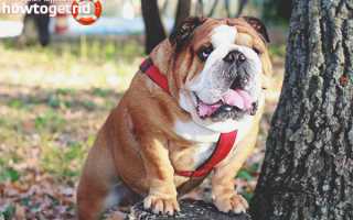 Английский бульдог — описание породы и характер собаки