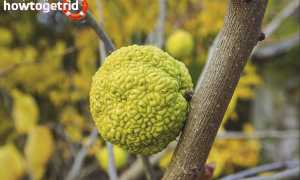 Адамово яблоко — лечебные свойства и применение