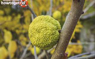 Адамово яблоко — лечебные свойства и применение