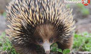 Австралийская ехидна — описание, среда обитания, образ жизни