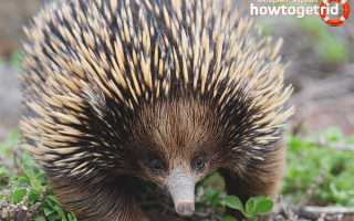 Австралийская ехидна — описание, среда обитания, образ жизни