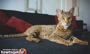 Ашера — описание породы и характер кошки