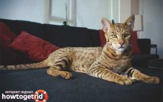 Ашера — описание породы и характер кошки