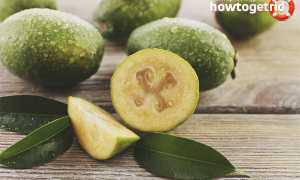 Фейхоа — полезные свойства и противопоказания