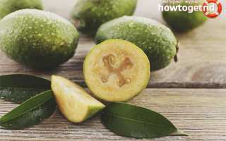 Фейхоа — полезные свойства и противопоказания