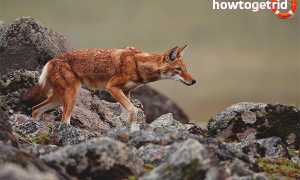 Эфиопский шакал — описание, среда обитания, образ жизни