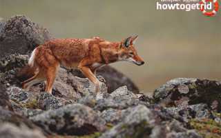 Эфиопский шакал — описание, среда обитания, образ жизни