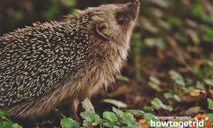 Даурский еж — описание, среда обитания, образ жизни