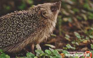 Даурский еж — описание, среда обитания, образ жизни