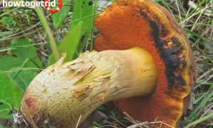 Дубовик келе — описание, где растет, ядовитость гриба