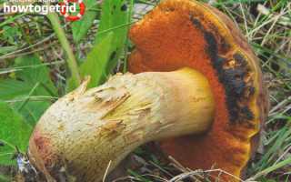 Дубовик келе — описание, где растет, ядовитость гриба