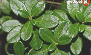 Чем полезны листья брусники