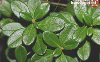 Чем полезны листья брусники