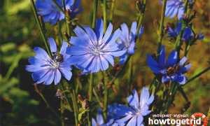 Цикорий — лечебные свойства и противопоказания