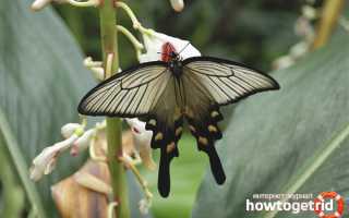 Бабочка алкиной — описание, среда обитания, виды