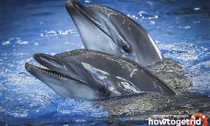 Черноморская афалина — описание, среда обитания, образ жизни