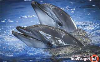 Черноморская афалина — описание, среда обитания, образ жизни