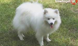 Американский эскимосский шпиц — описание породы и характера