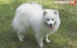 Американский эскимосский шпиц — описание породы и характера