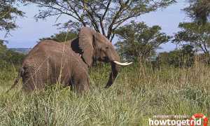 Африканский слон — описание, среда обитания, образ жизни