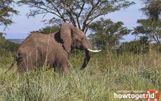 Африканский слон — описание, среда обитания, образ жизни