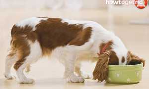 Чем кормить собаку после родов?