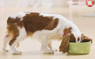 Чем кормить собаку после родов?