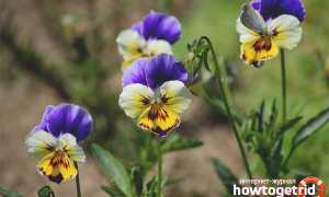 Фиалка трехцветная — лечебные свойства и противопоказания