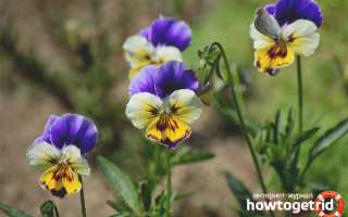 Фиалка трехцветная — лечебные свойства и противопоказания