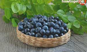 Чем отличается голубика от черники?