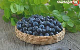 Чем отличается голубика от черники?