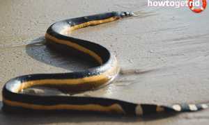 Двухцветная пеламида — описание, где обитает, особенности