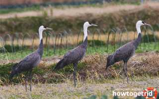 Черный журавль — описание, среда обитания, интересные факты