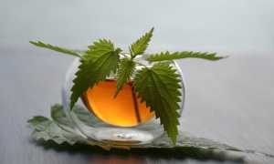 Чай из крапивы — польза и вред для здоровья